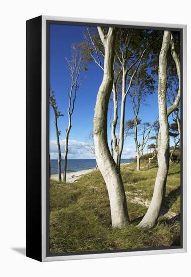 Beech Trunks on the Western Beach of Darss Peninsula-Uwe Steffens-Framed Premier Image Canvas