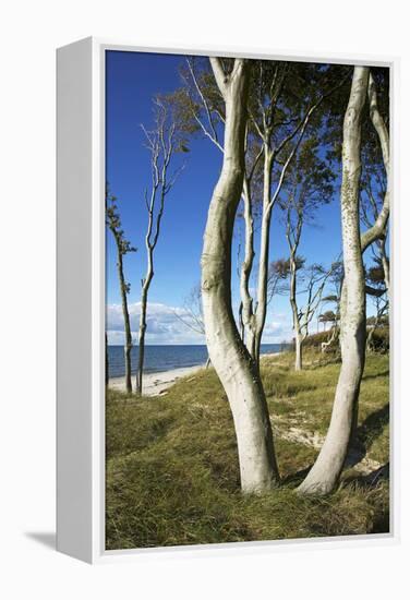 Beech Trunks on the Western Beach of Darss Peninsula-Uwe Steffens-Framed Premier Image Canvas