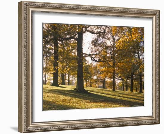 Beech Woodland in Autumn, Burghley Park, Stamford, Lincolnshire, England, United Kingdom-Lee Frost-Framed Photographic Print