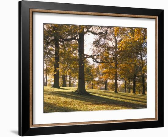 Beech Woodland in Autumn, Burghley Park, Stamford, Lincolnshire, England, United Kingdom-Lee Frost-Framed Photographic Print