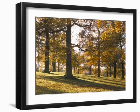 Beech Woodland in Autumn, Burghley Park, Stamford, Lincolnshire, England, United Kingdom-Lee Frost-Framed Photographic Print