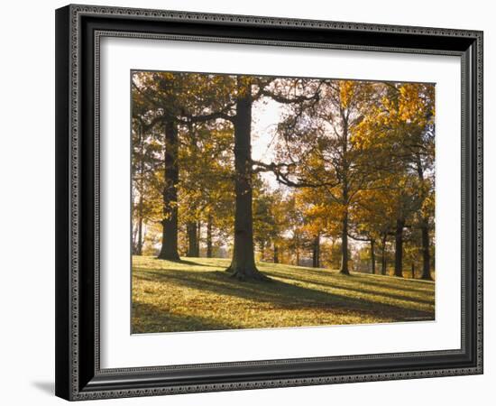 Beech Woodland in Autumn, Burghley Park, Stamford, Lincolnshire, England, United Kingdom-Lee Frost-Framed Photographic Print