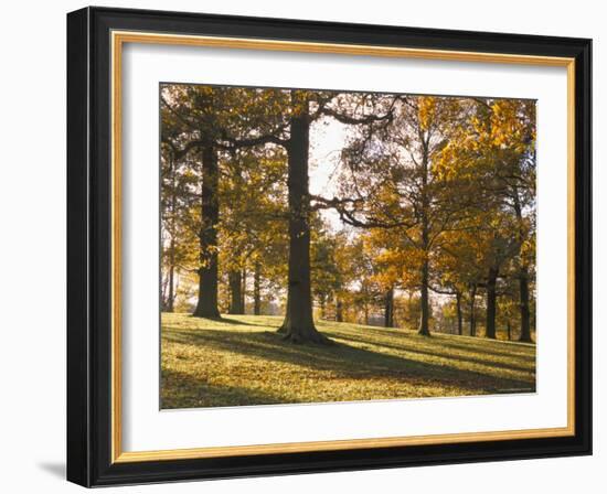 Beech Woodland in Autumn, Burghley Park, Stamford, Lincolnshire, England, United Kingdom-Lee Frost-Framed Photographic Print