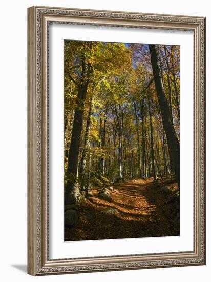 Beech Woodland In Autumn-Bob Gibbons-Framed Photographic Print