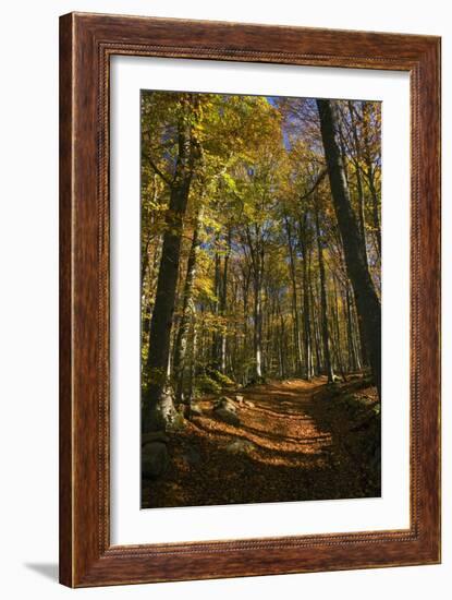 Beech Woodland In Autumn-Bob Gibbons-Framed Photographic Print