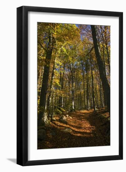 Beech Woodland In Autumn-Bob Gibbons-Framed Photographic Print