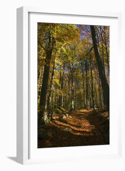 Beech Woodland In Autumn-Bob Gibbons-Framed Photographic Print