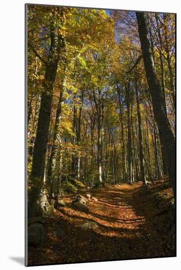 Beech Woodland In Autumn-Bob Gibbons-Mounted Photographic Print