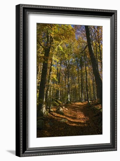 Beech Woodland In Autumn-Bob Gibbons-Framed Photographic Print