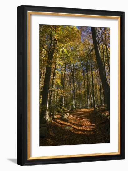Beech Woodland In Autumn-Bob Gibbons-Framed Photographic Print