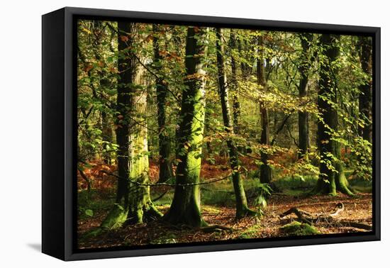 Beech woodland near Blackwater Brook, New Forest-Colin Varndell-Framed Premier Image Canvas