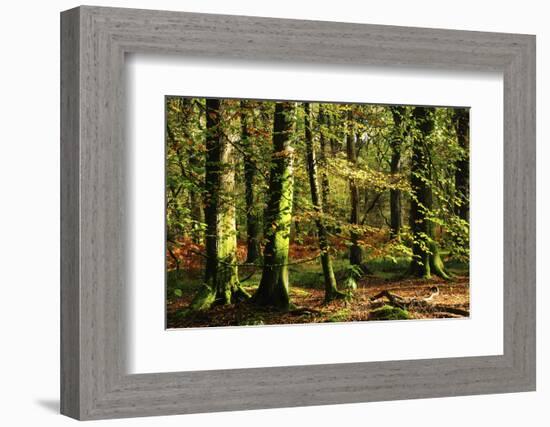 Beech woodland near Blackwater Brook, New Forest-Colin Varndell-Framed Photographic Print