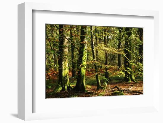 Beech woodland near Blackwater Brook, New Forest-Colin Varndell-Framed Photographic Print