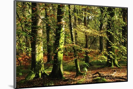 Beech woodland near Blackwater Brook, New Forest-Colin Varndell-Mounted Photographic Print