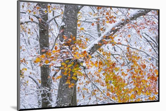 Beech woodland with dusting of snow and autumn leaves on branch, La Rioja, Spain-Juan Carlos Munoz-Mounted Photographic Print
