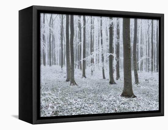 Beeches in Fog, Austria-Rainer Mirau-Framed Premier Image Canvas
