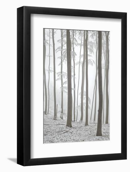 Beeches in Fog, Austria-Rainer Mirau-Framed Photographic Print