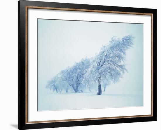 Beeches in the snow-Herbert Kehrer-Framed Photographic Print