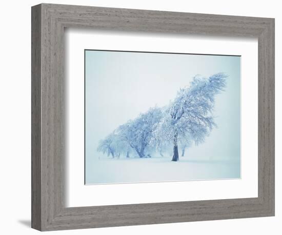 Beeches in the snow-Herbert Kehrer-Framed Photographic Print