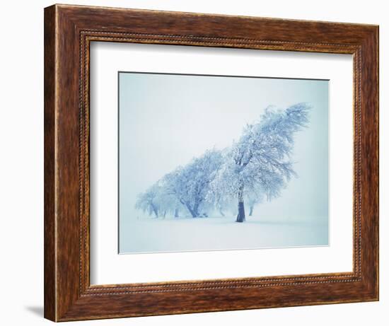 Beeches in the snow-Herbert Kehrer-Framed Photographic Print