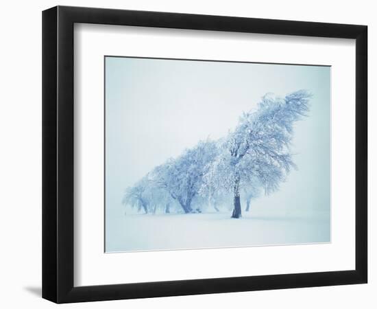 Beeches in the snow-Herbert Kehrer-Framed Photographic Print