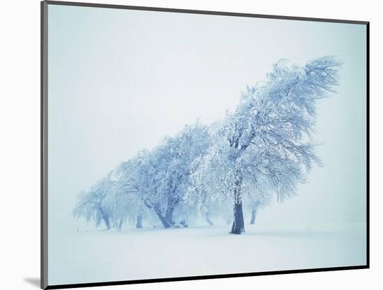 Beeches in the snow-Herbert Kehrer-Mounted Photographic Print