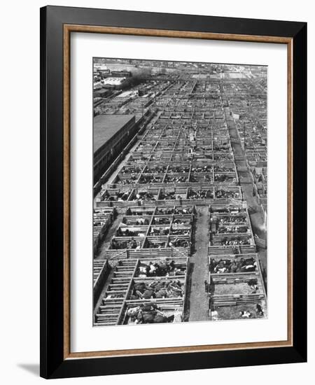 Beef Cattle Being Held in Large Pens at the Union Stockyards-Bernard Hoffman-Framed Photographic Print