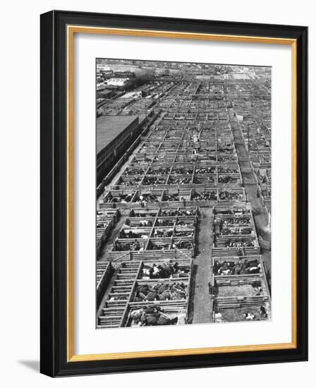 Beef Cattle Being Held in Large Pens at the Union Stockyards-Bernard Hoffman-Framed Photographic Print