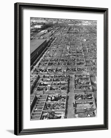 Beef Cattle Being Held in Large Pens at the Union Stockyards-Bernard Hoffman-Framed Photographic Print