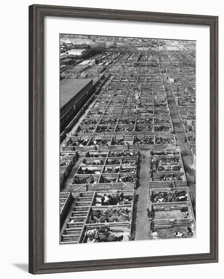 Beef Cattle Being Held in Large Pens at the Union Stockyards-Bernard Hoffman-Framed Photographic Print