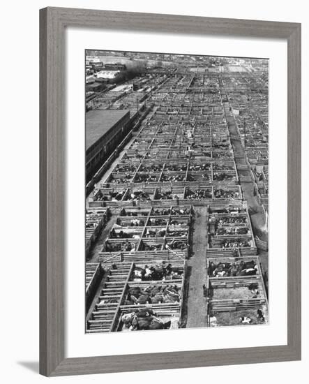 Beef Cattle Being Held in Large Pens at the Union Stockyards-Bernard Hoffman-Framed Photographic Print