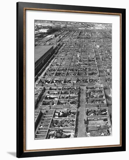 Beef Cattle Being Held in Large Pens at the Union Stockyards-Bernard Hoffman-Framed Photographic Print