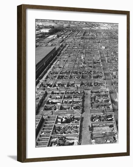 Beef Cattle Being Held in Large Pens at the Union Stockyards-Bernard Hoffman-Framed Photographic Print