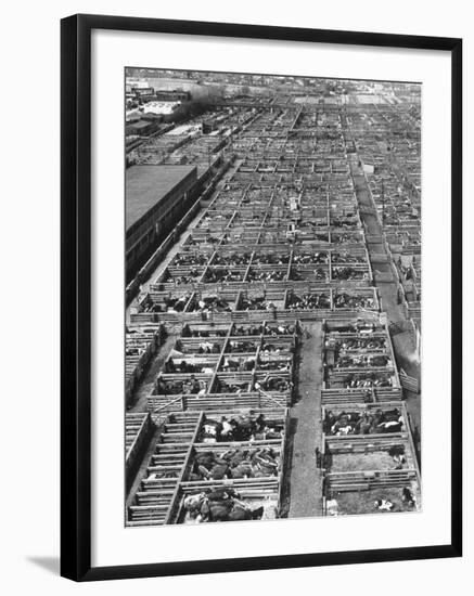 Beef Cattle Being Held in Large Pens at the Union Stockyards-Bernard Hoffman-Framed Photographic Print