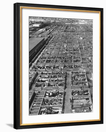 Beef Cattle Being Held in Large Pens at the Union Stockyards-Bernard Hoffman-Framed Photographic Print