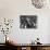 Beef Cattle Being Kept in a Pen at the Union Stockyards-null-Photographic Print displayed on a wall