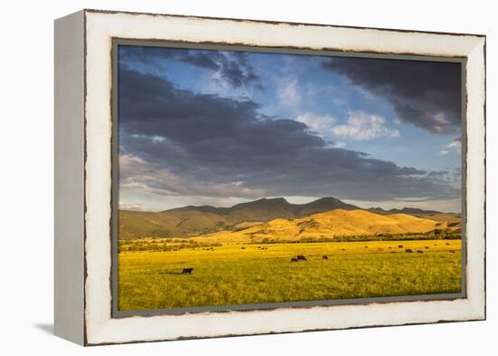 Beef Cattle Graze in Farm Pasture, Sunrise, Tobacco Root Mountains, Montana, USA-Chuck Haney-Framed Premier Image Canvas