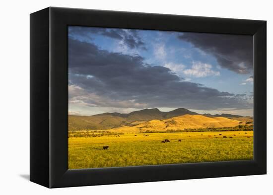 Beef Cattle Graze in Farm Pasture, Sunrise, Tobacco Root Mountains, Montana, USA-Chuck Haney-Framed Premier Image Canvas