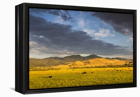 Beef Cattle Graze in Farm Pasture, Sunrise, Tobacco Root Mountains, Montana, USA-Chuck Haney-Framed Premier Image Canvas