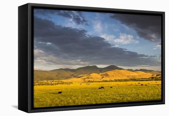 Beef Cattle Graze in Farm Pasture, Sunrise, Tobacco Root Mountains, Montana, USA-Chuck Haney-Framed Premier Image Canvas