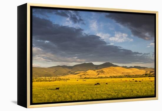 Beef Cattle Graze in Farm Pasture, Sunrise, Tobacco Root Mountains, Montana, USA-Chuck Haney-Framed Premier Image Canvas