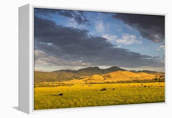 Beef Cattle Graze in Farm Pasture, Sunrise, Tobacco Root Mountains, Montana, USA-Chuck Haney-Framed Premier Image Canvas
