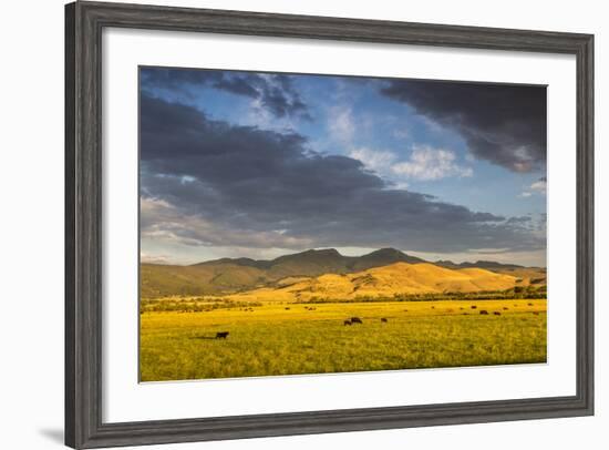 Beef Cattle Graze in Farm Pasture, Sunrise, Tobacco Root Mountains, Montana, USA-Chuck Haney-Framed Photographic Print