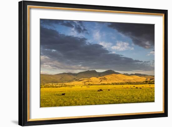 Beef Cattle Graze in Farm Pasture, Sunrise, Tobacco Root Mountains, Montana, USA-Chuck Haney-Framed Photographic Print