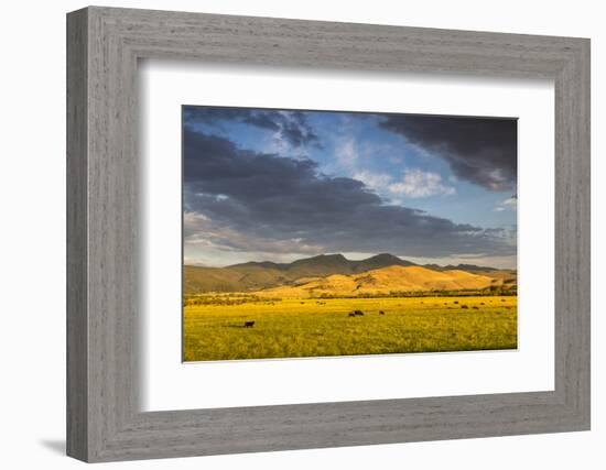 Beef Cattle Graze in Farm Pasture, Sunrise, Tobacco Root Mountains, Montana, USA-Chuck Haney-Framed Photographic Print