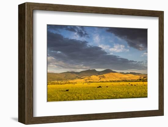 Beef Cattle Graze in Farm Pasture, Sunrise, Tobacco Root Mountains, Montana, USA-Chuck Haney-Framed Photographic Print