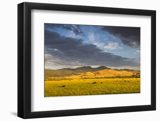 Beef Cattle Graze in Farm Pasture, Sunrise, Tobacco Root Mountains, Montana, USA-Chuck Haney-Framed Photographic Print