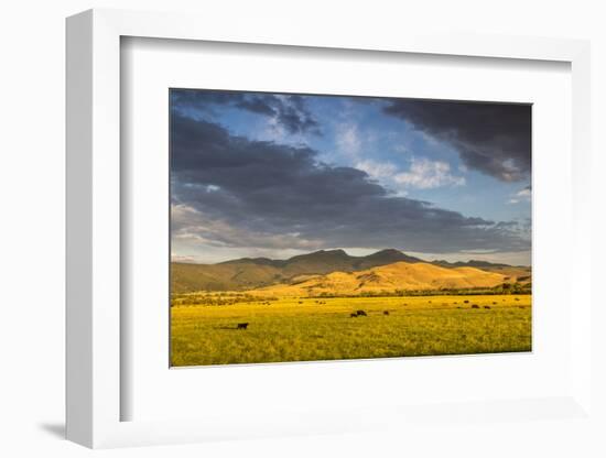 Beef Cattle Graze in Farm Pasture, Sunrise, Tobacco Root Mountains, Montana, USA-Chuck Haney-Framed Photographic Print