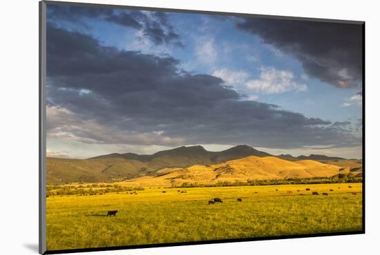 Beef Cattle Graze in Farm Pasture, Sunrise, Tobacco Root Mountains, Montana, USA-Chuck Haney-Mounted Photographic Print