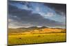 Beef Cattle Graze in Farm Pasture, Sunrise, Tobacco Root Mountains, Montana, USA-Chuck Haney-Mounted Photographic Print